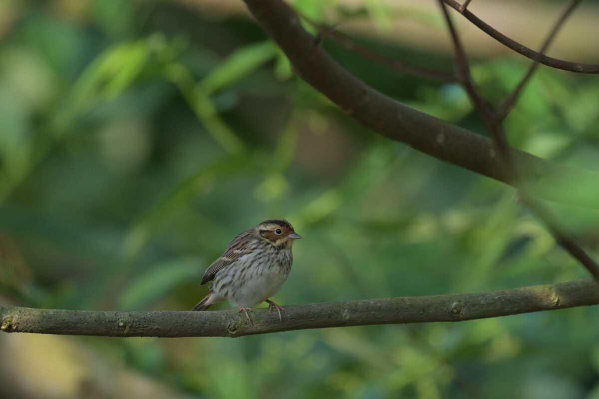 コホオアカ
西表島
フカンタ
