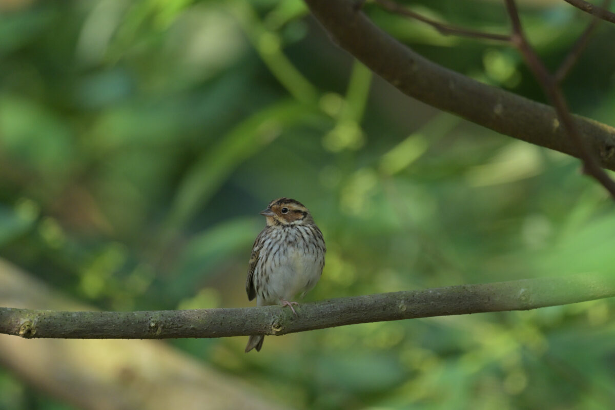 コホオアカ
西表島
フカンタ