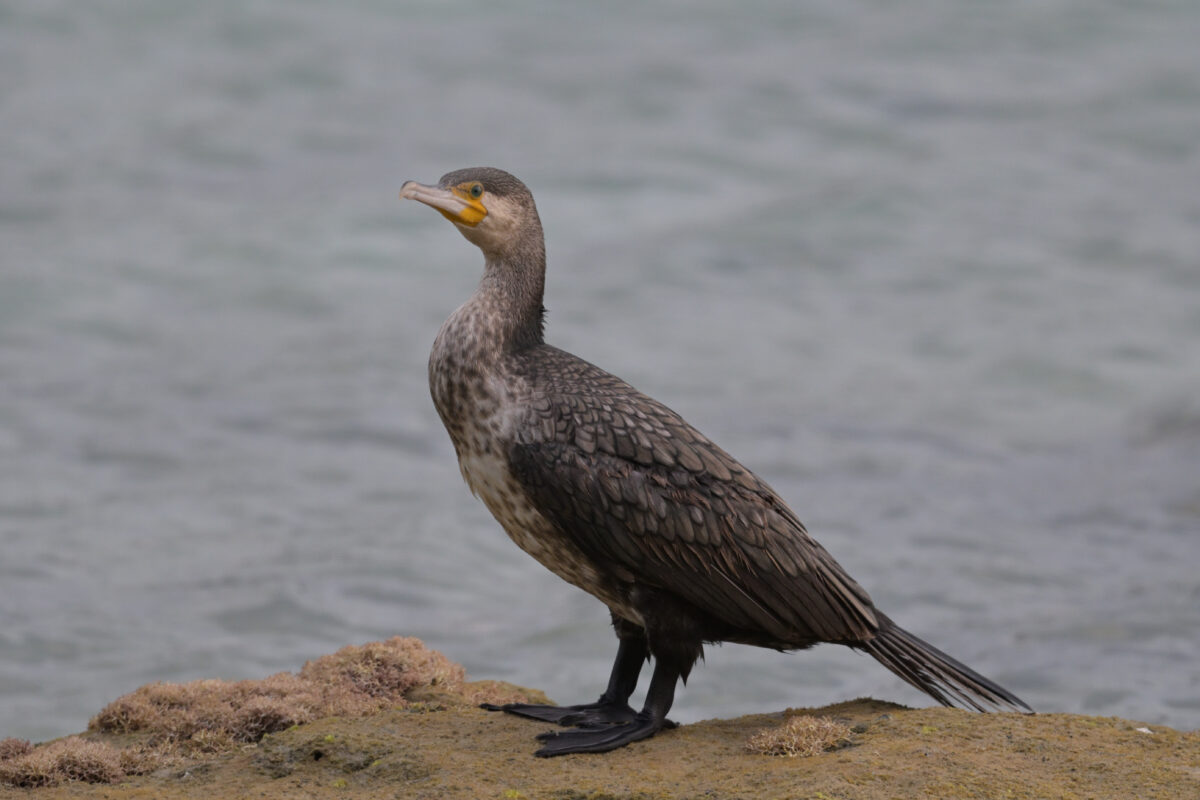 カワウ
カワウ幼鳥
西表島
ミダラ浜