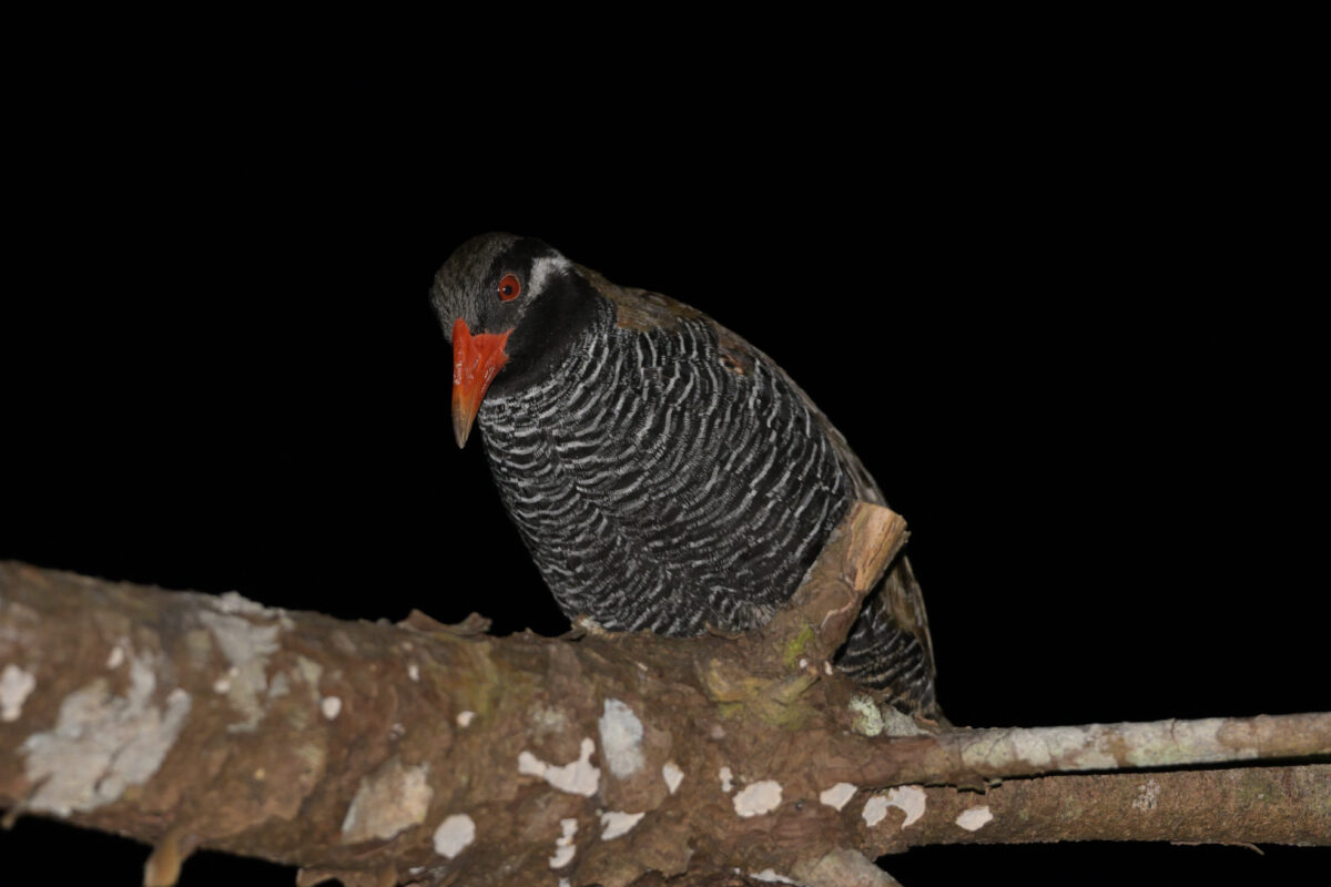 ヤンバルクイナ
沖縄本島
国頭村