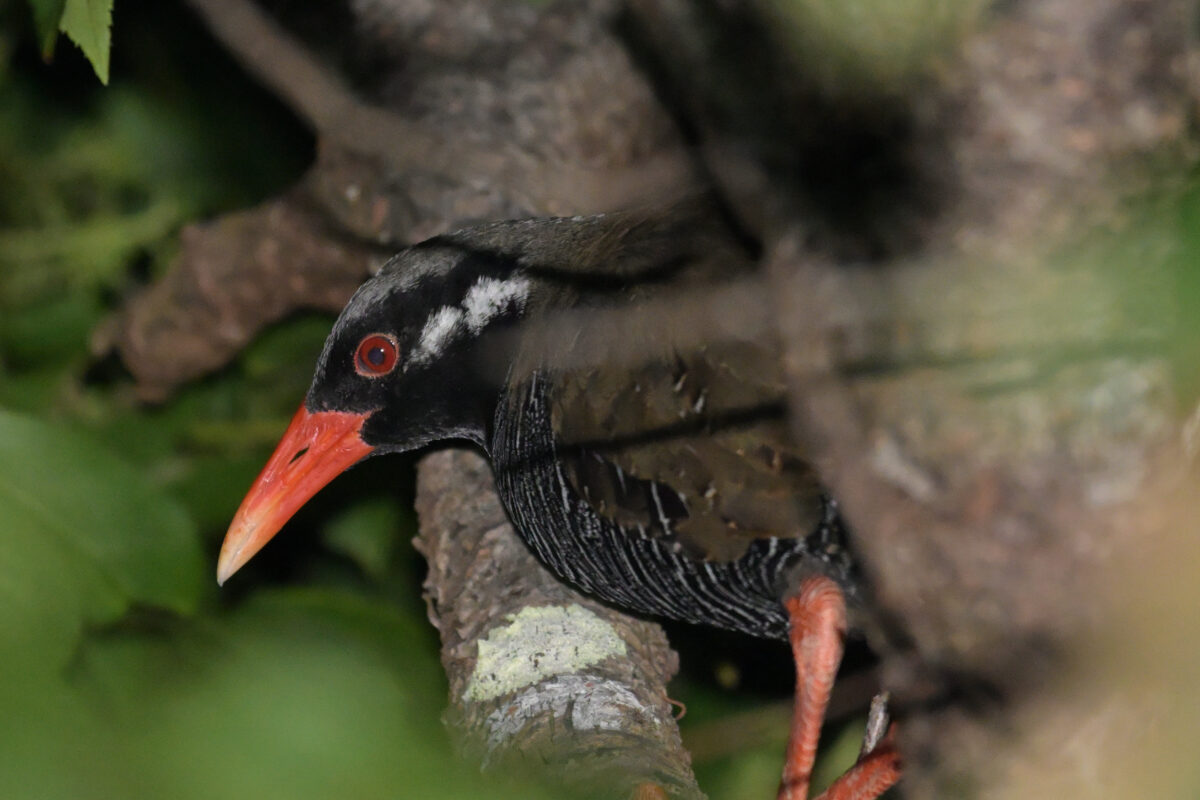 ヤンバルクイナ
沖縄本島
国頭村