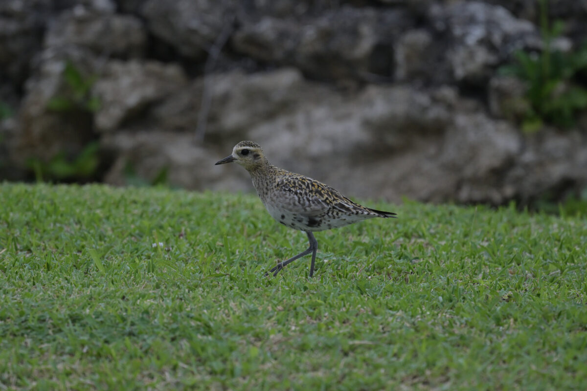 ムナグロ
うなりざき公園
西表島