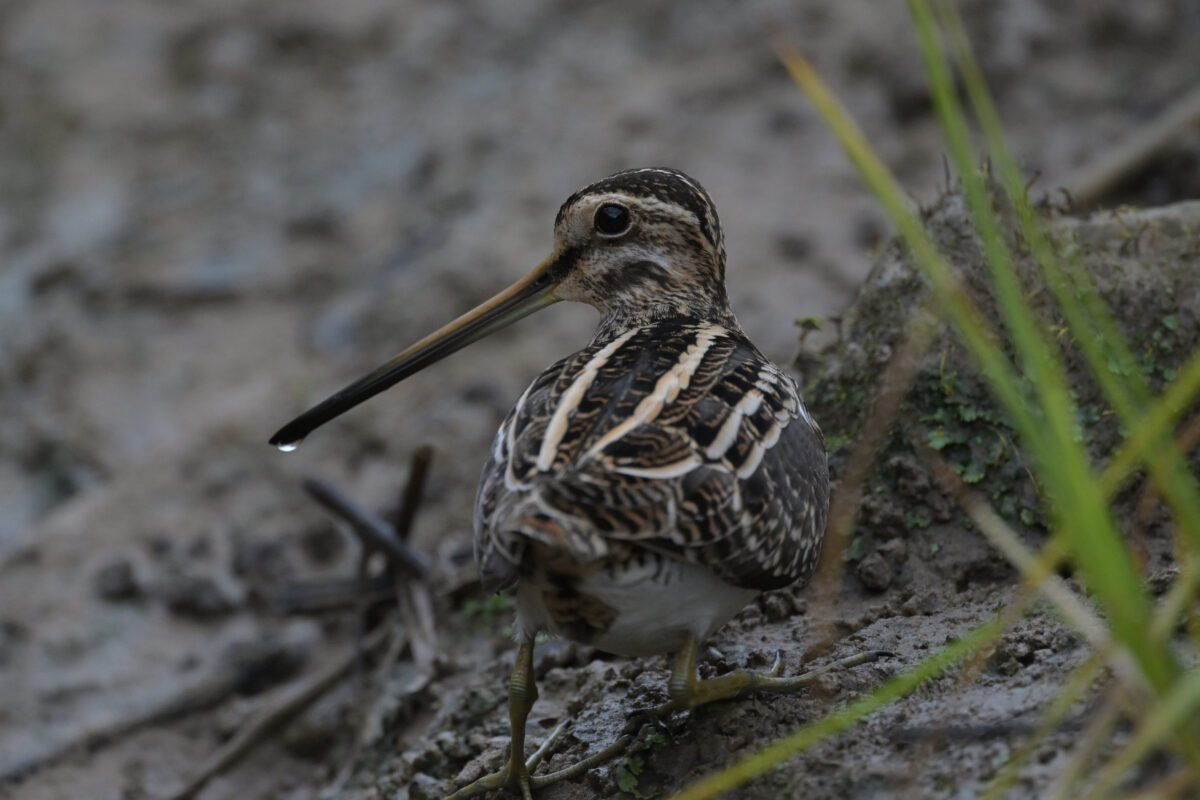 タシギ
フカンタ
西表島