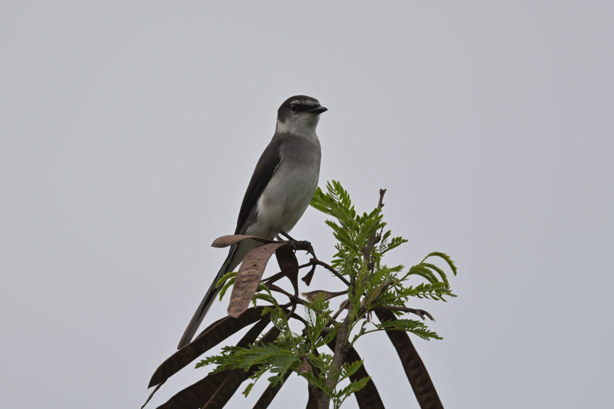 リュウキュウサンショウクイ
西表島
フカンタ