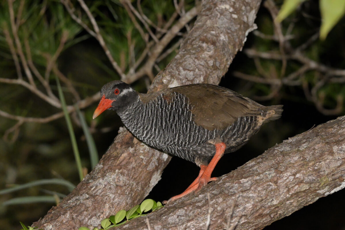 ヤンバルクイナ
沖縄本島
国頭村