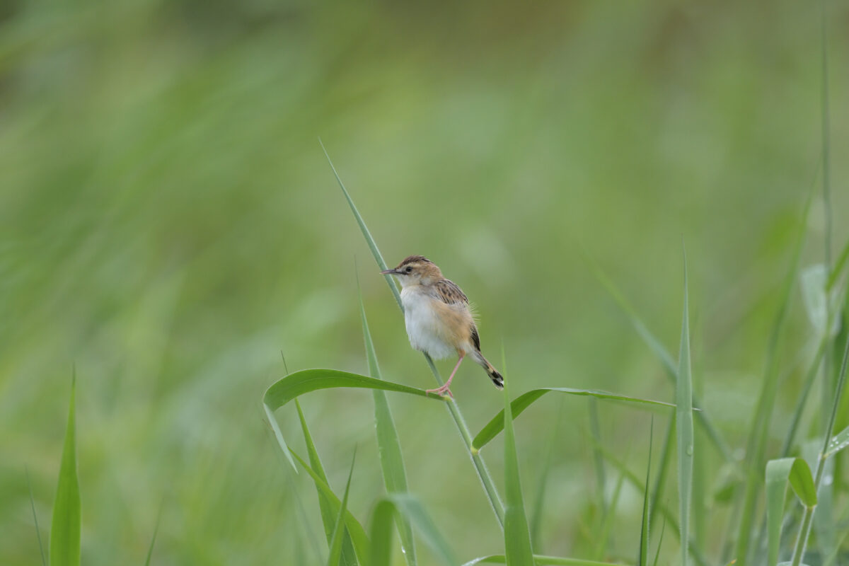 セッカ
西表島
フカンタ