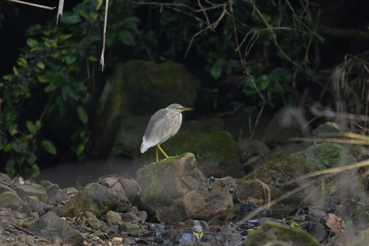 ジャワアカガシラサギ
西表島
フカンタ