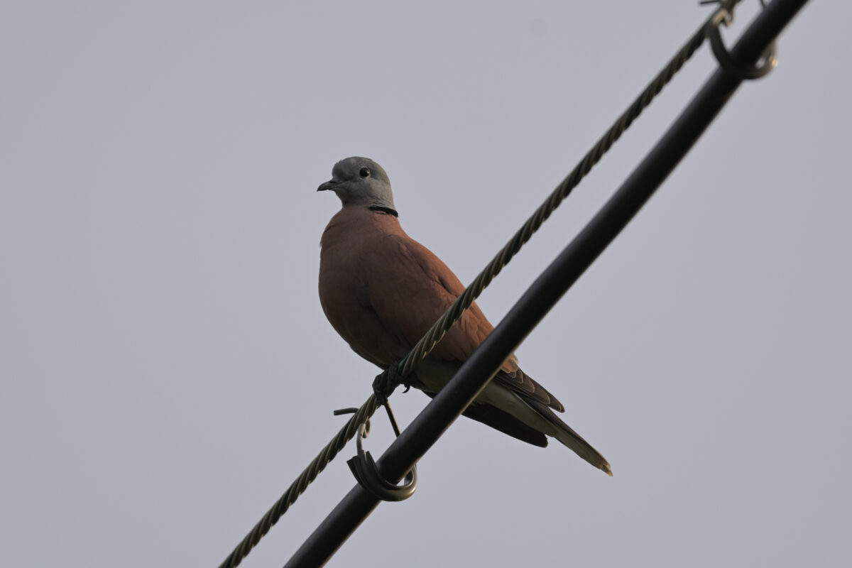ベニバト♂
ベニバト
西表島
美原の田んぼ