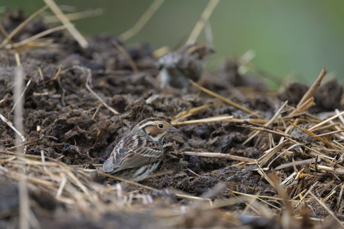 コホオアカ
西表島
フカンタ