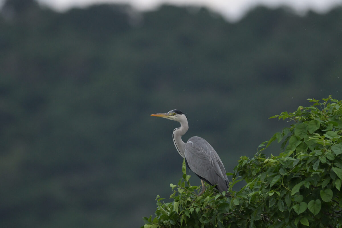 アオサギ
西表島
美原の田んぼ