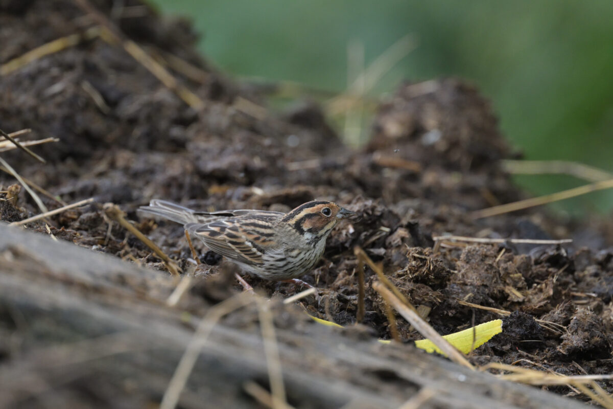 コホオアカ
西表島
フカンタ