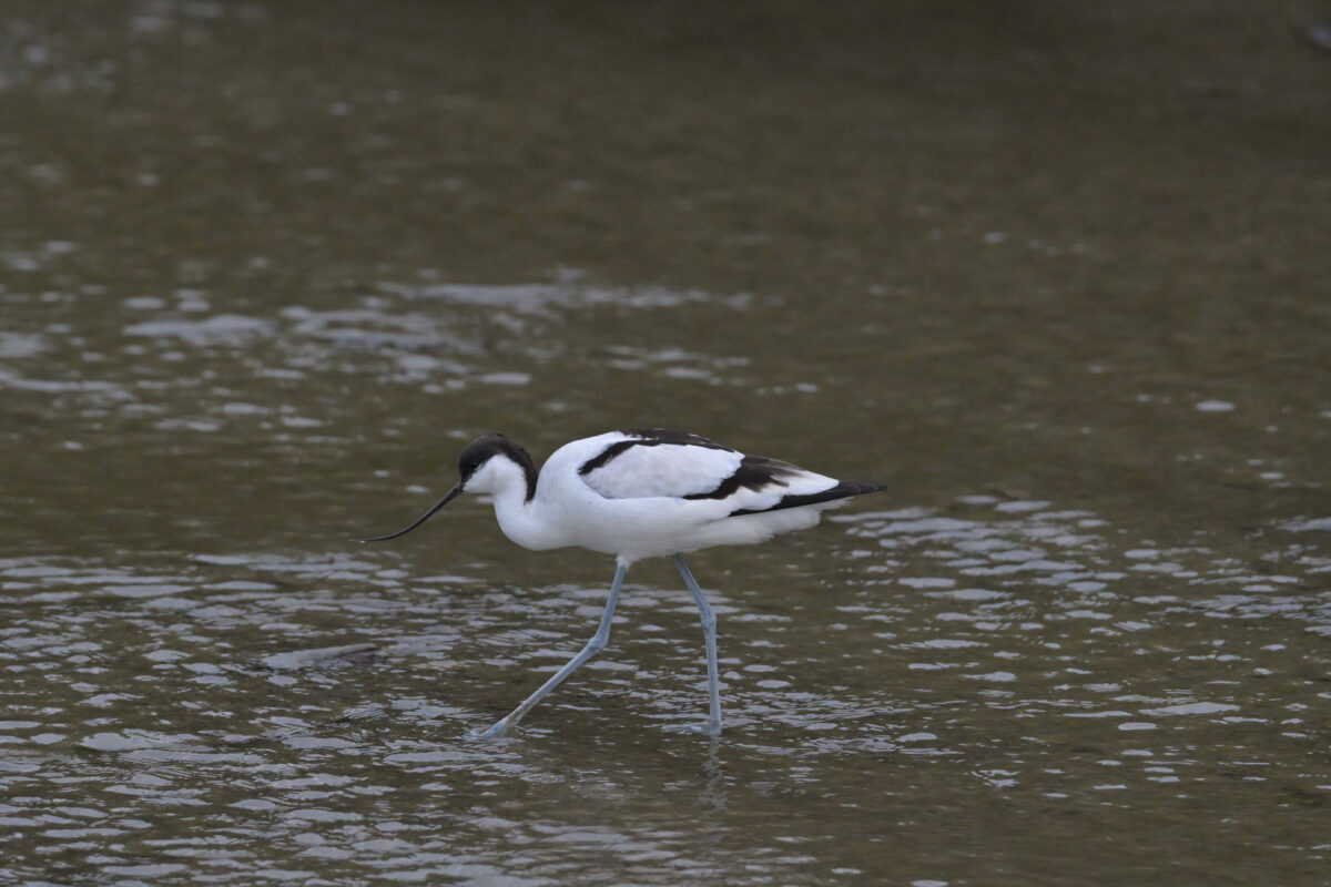 ソリハシセイタカシギ
西表島
美原の田んぼ
