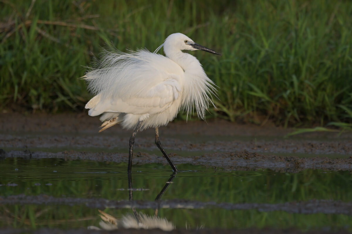 コサギ
西表島
浦内の田んぼ