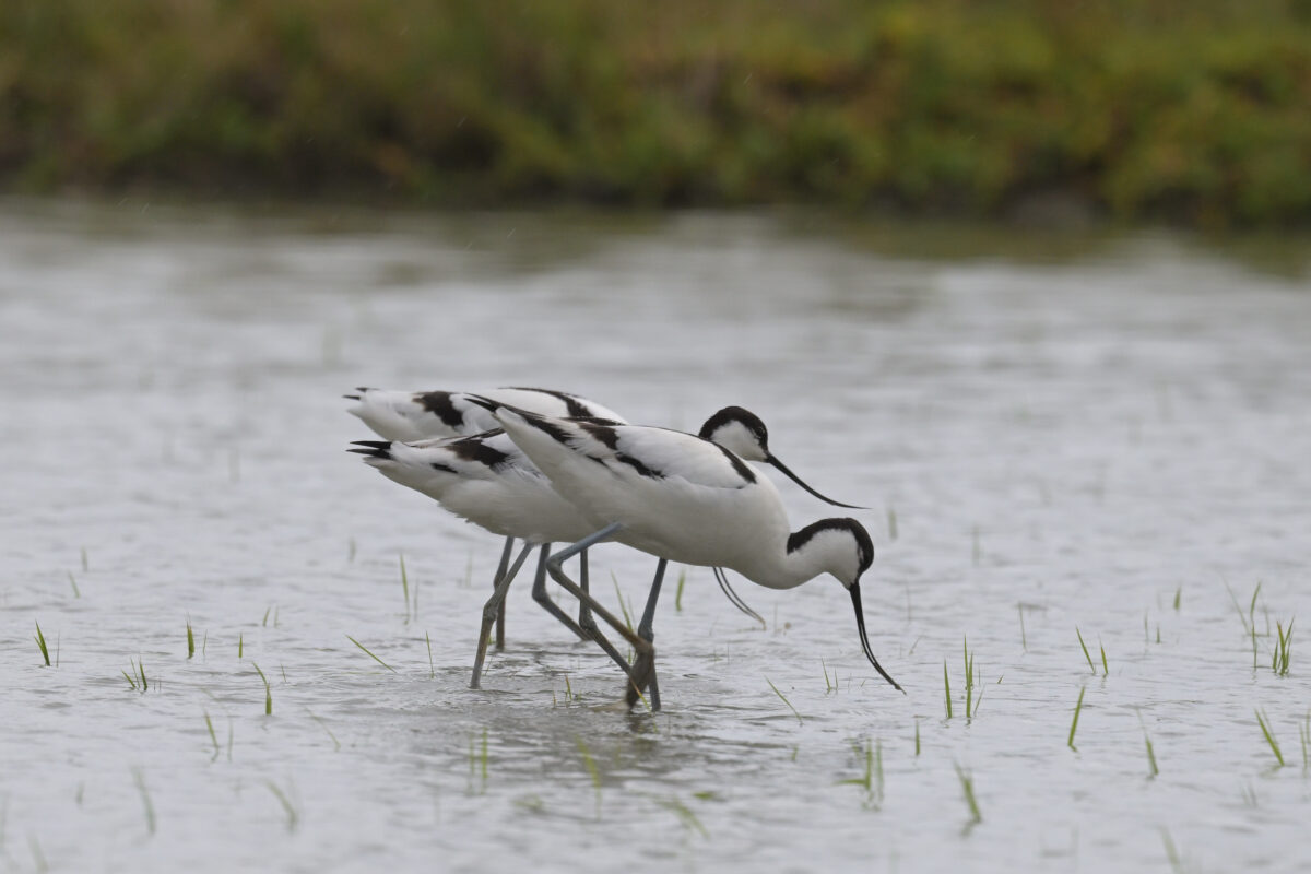 ソリハシセイタカシギ
美原の田んぼ
西表島