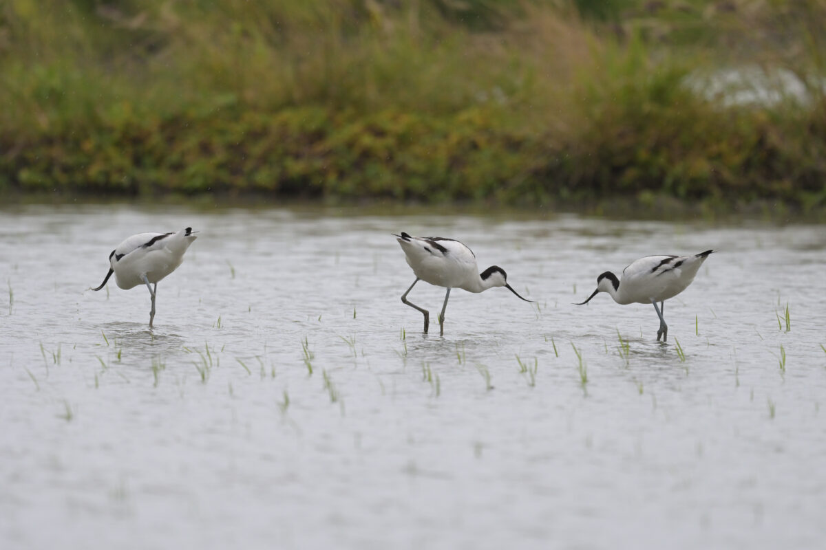 ソリハシセイタカシギ
美原の田んぼ
西表島