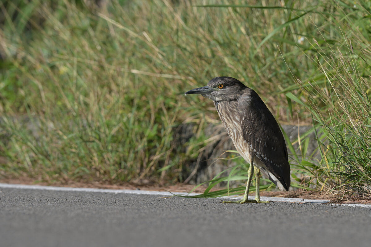 ゴイサギ
ゴイサギ幼鳥
ホシゴイ
ゴイサギ幼鳥→第1回冬羽
西表島
ミダラの田んぼ