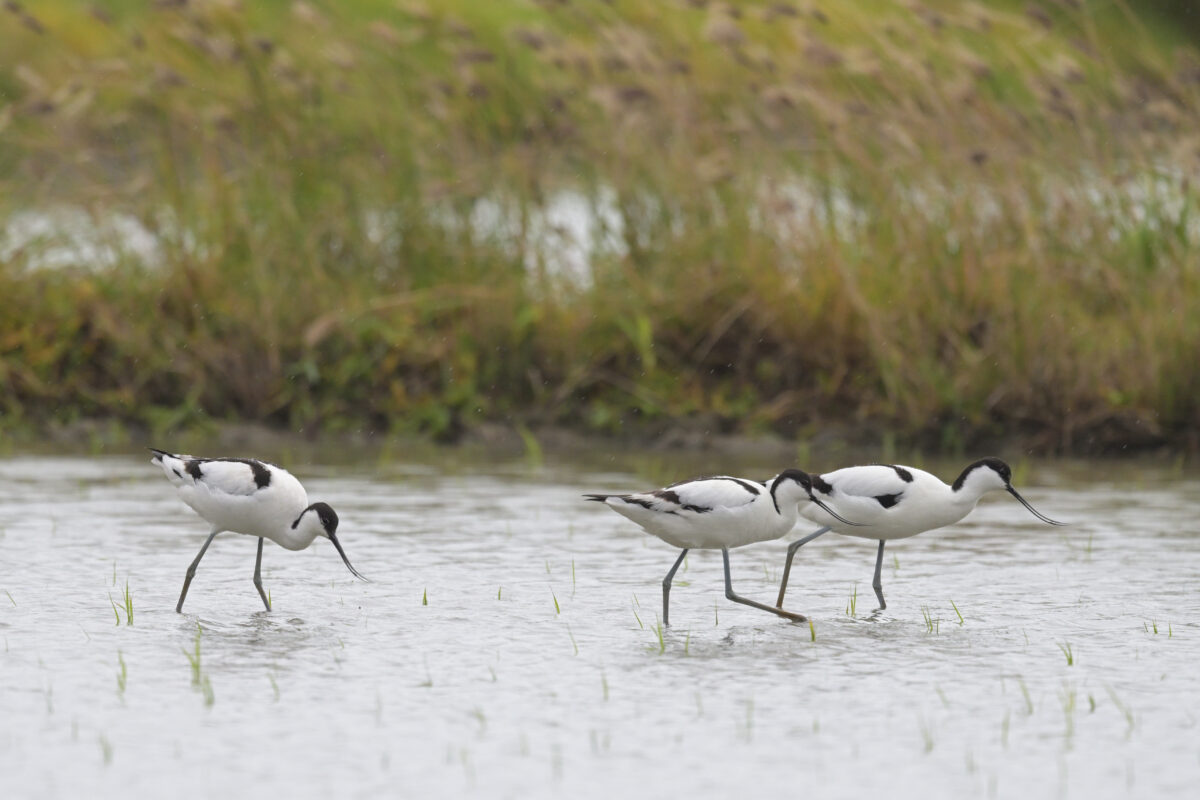 ソリハシセイタカシギ
美原の田んぼ
西表島