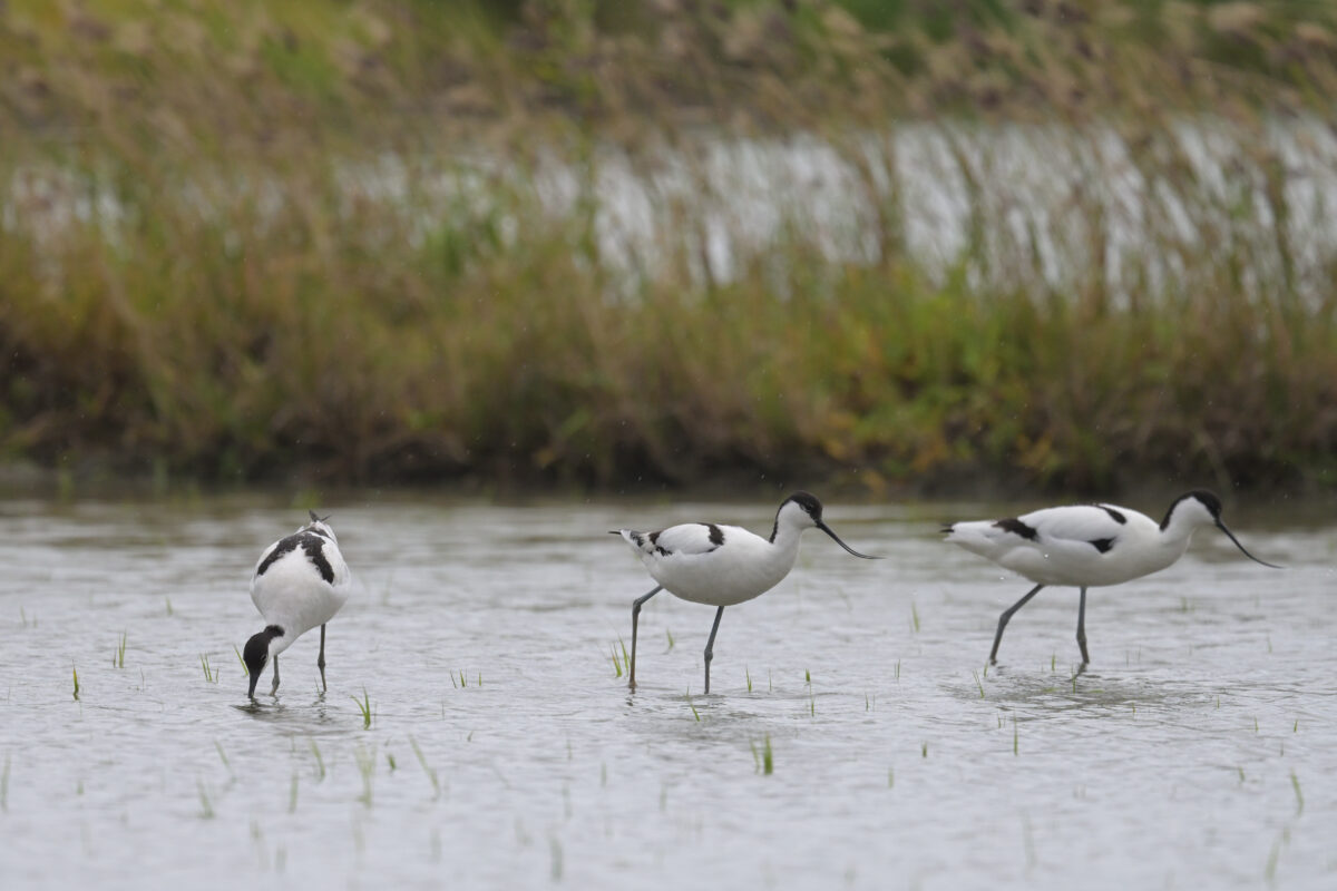 ソリハシセイタカシギ
美原の田んぼ
西表島