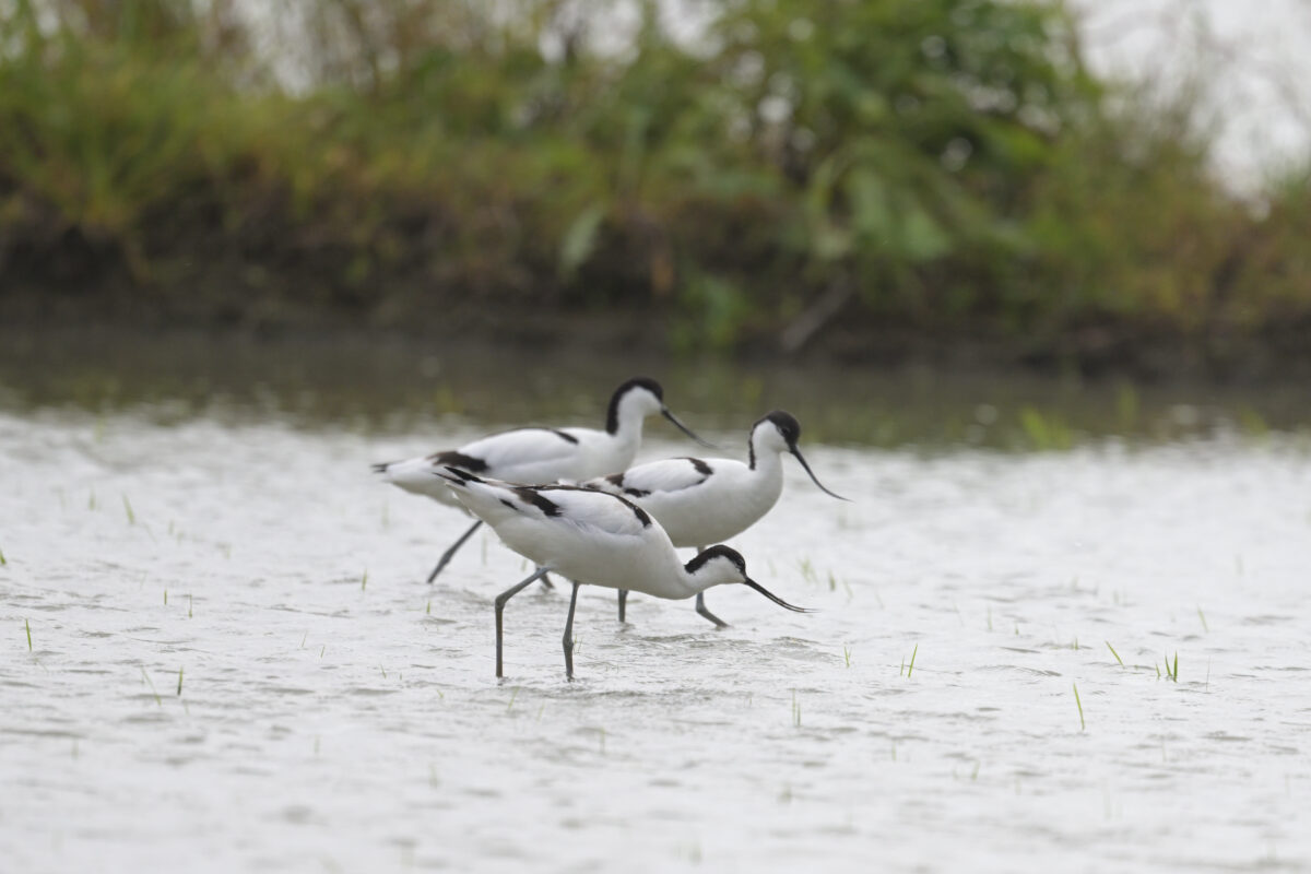 ソリハシセイタカシギ
美原の田んぼ
西表島
