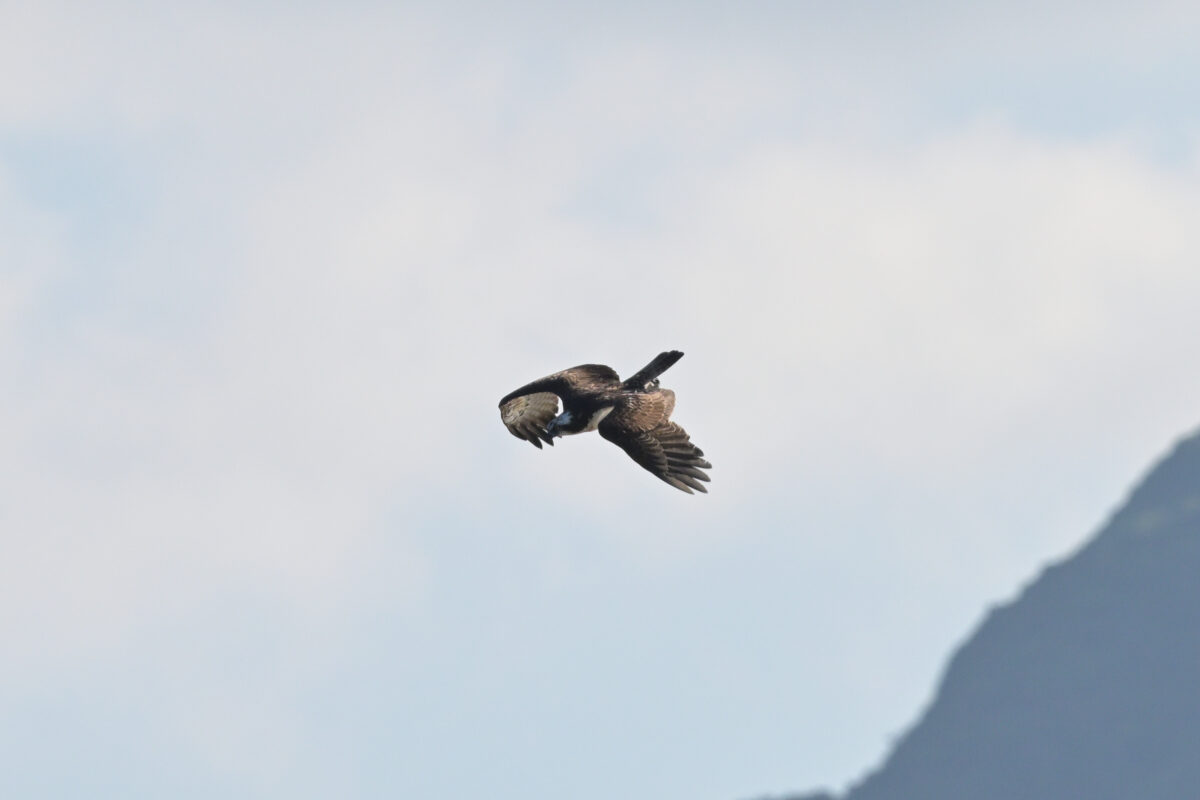 ミサゴ
西表島
船浦海中道路