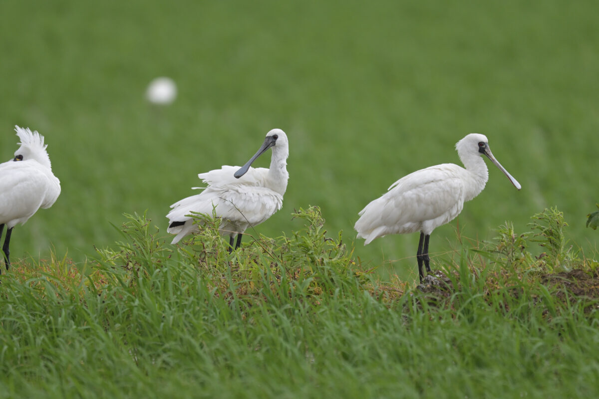 クロツラヘラサギ
美原の田んぼ
西表島