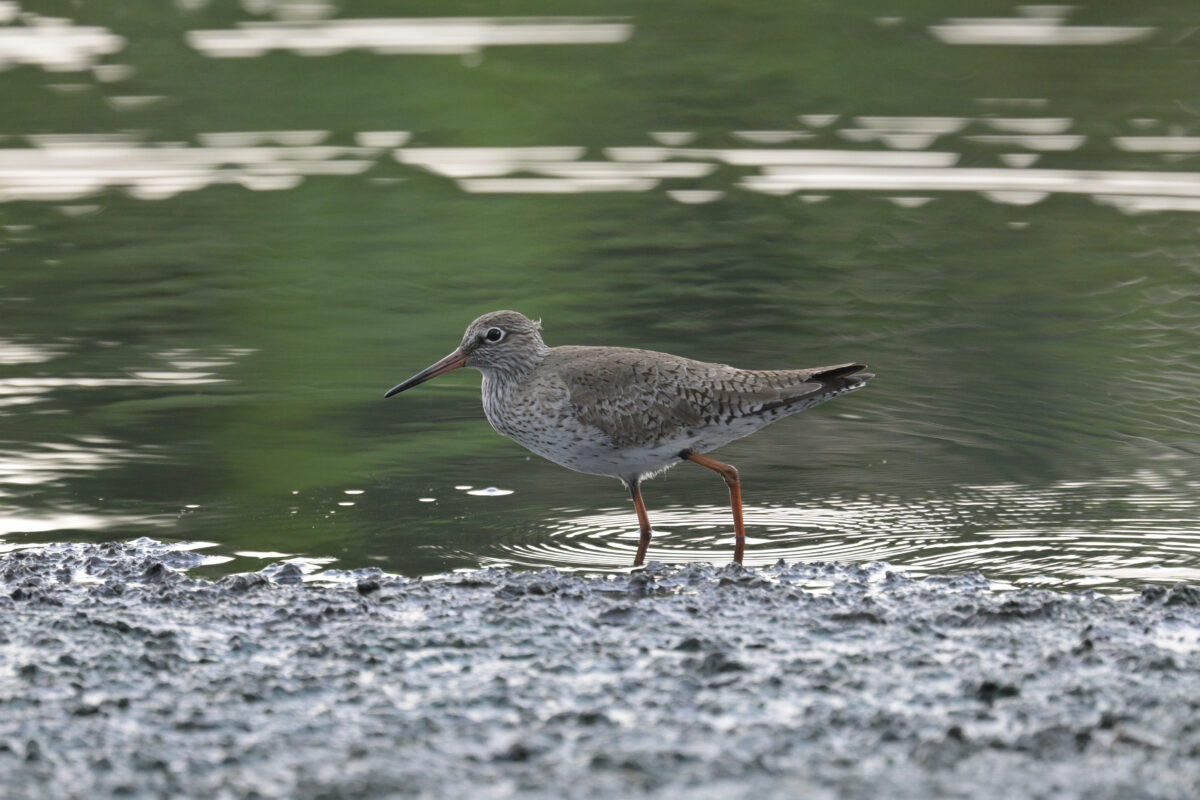 アカアシシギ
オオホラダ
西表島