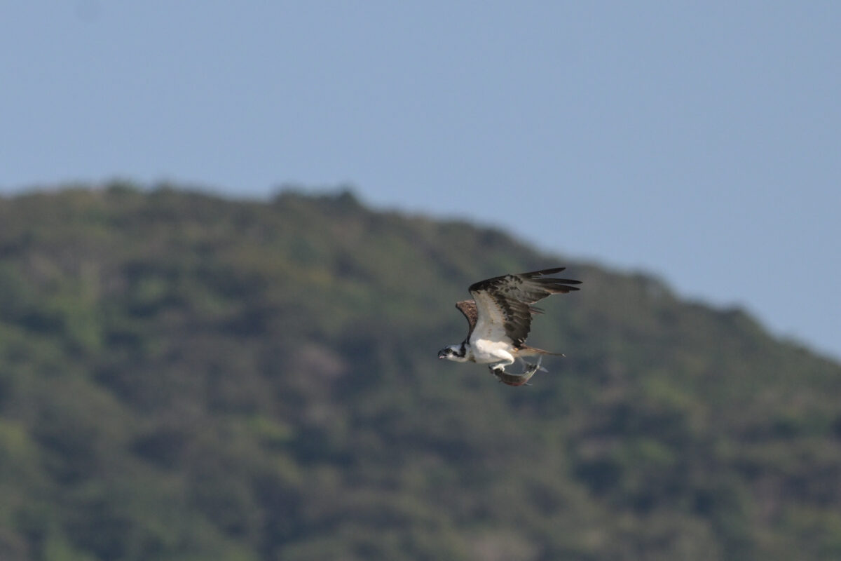 ミサゴ
西表島
船浦海中道路