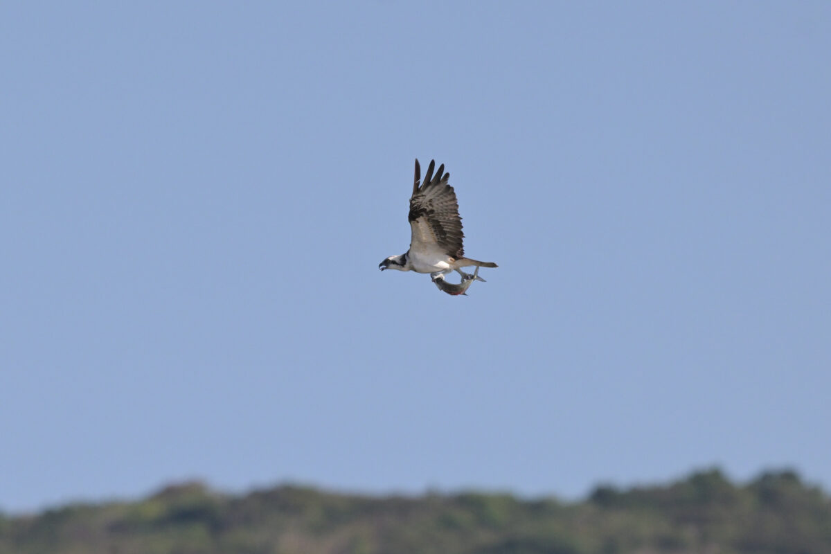ミサゴ
西表島
船浦海中道路