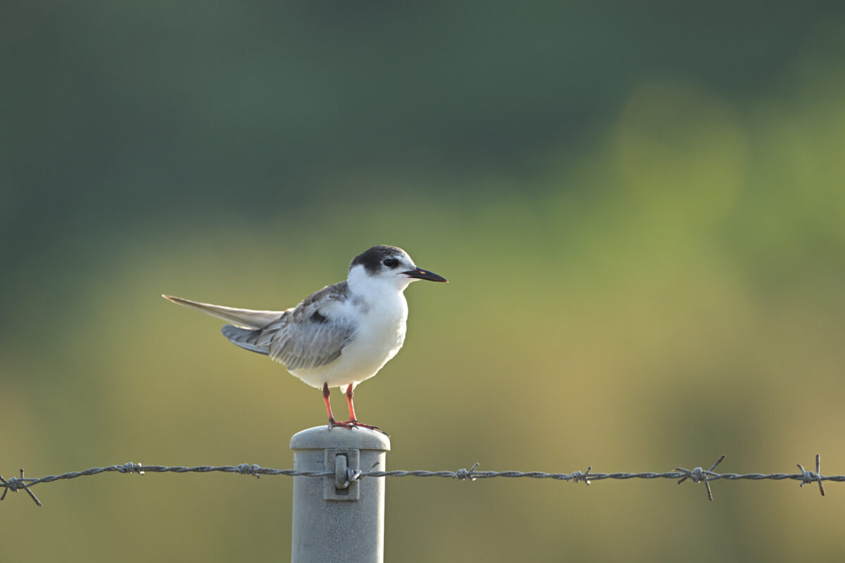 クロハラアジサシ
クロハラアジサシ幼鳥
西表島
住吉コンポスト