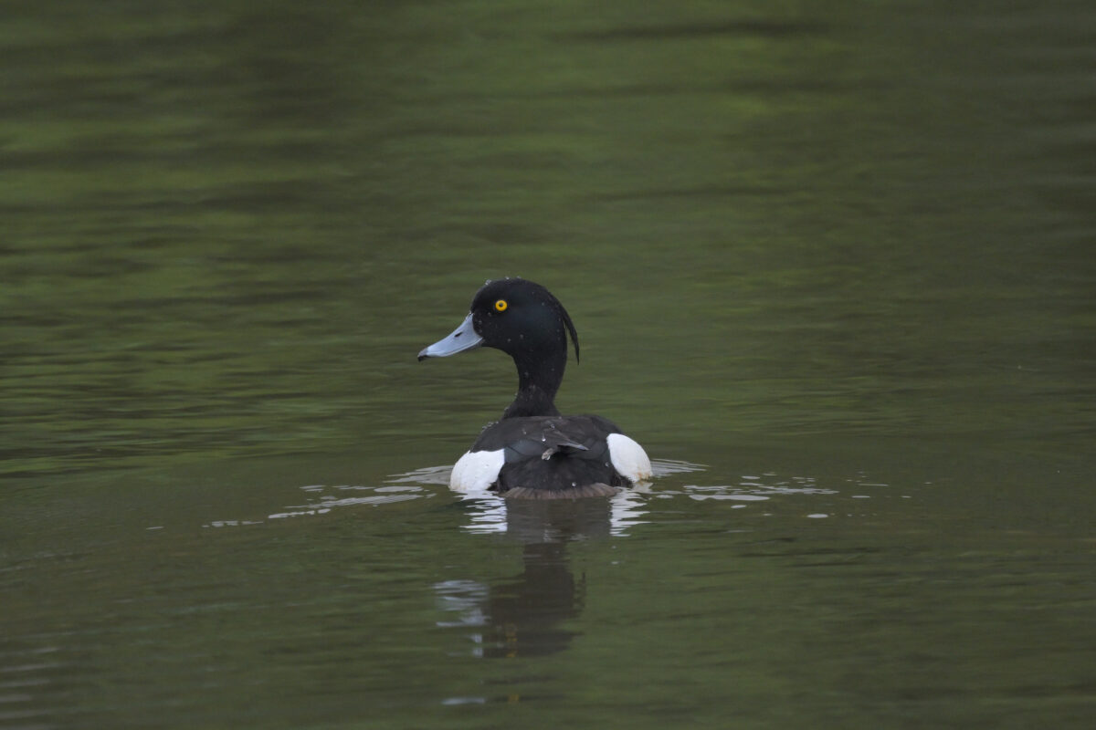 キンクロハジロ
キンクロハジロ♂
キンクロハジロ雄
西表島
オオホラダ