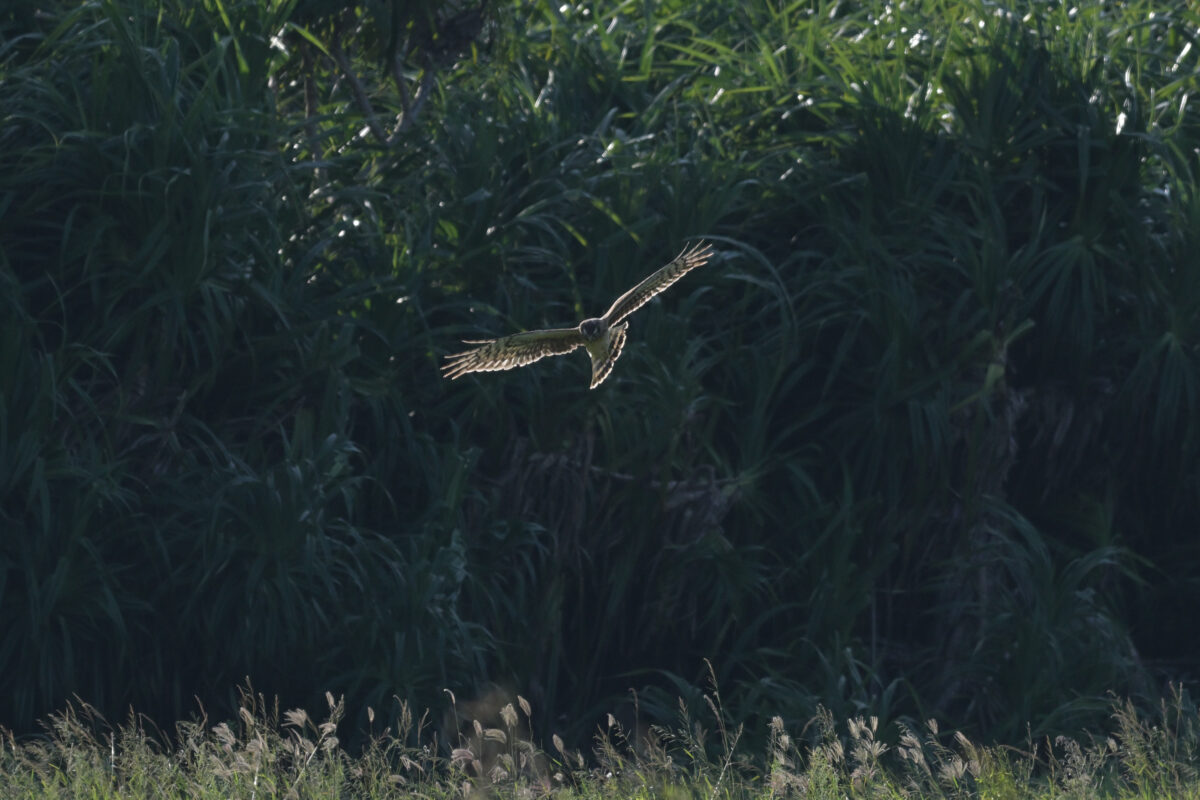 ハイイロチュウヒ
ハイイロチュウヒ♀
ハイイロチュウヒ雌
西表島
美原の田んぼ
