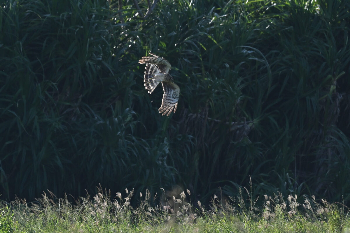 ハイイロチュウヒ
ハイイロチュウヒ♀
ハイイロチュウヒ雌
西表島
美原の田んぼ
