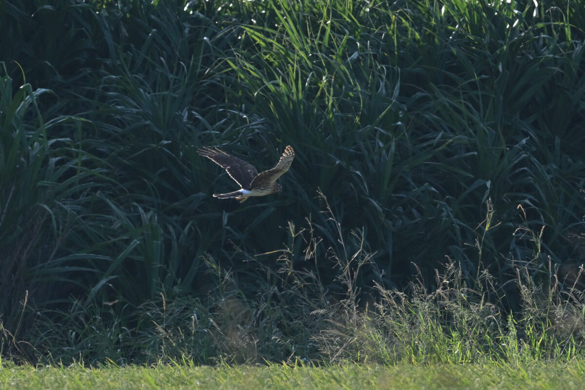 ハイイロチュウヒ
ハイイロチュウヒ♀
ハイイロチュウヒ雌
西表島
美原の田んぼ
