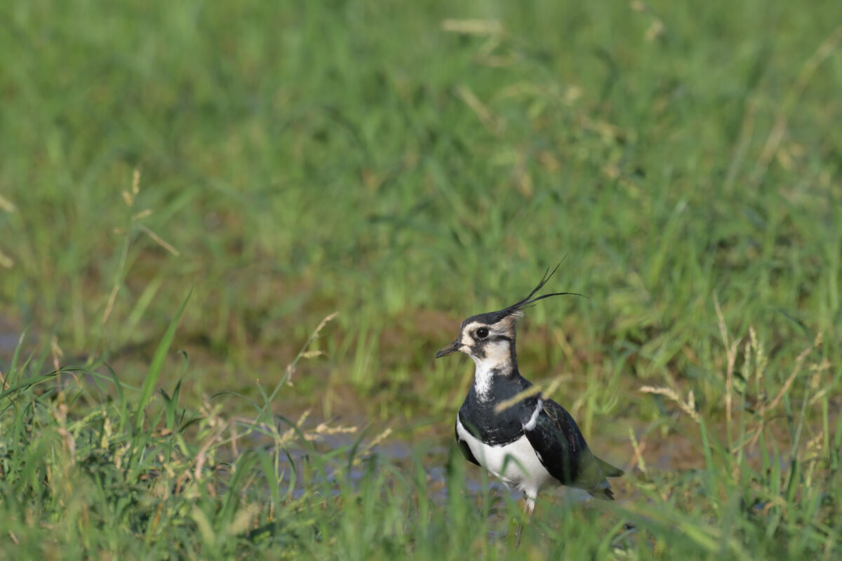 タゲリ
西表島
浦内の田んぼ
