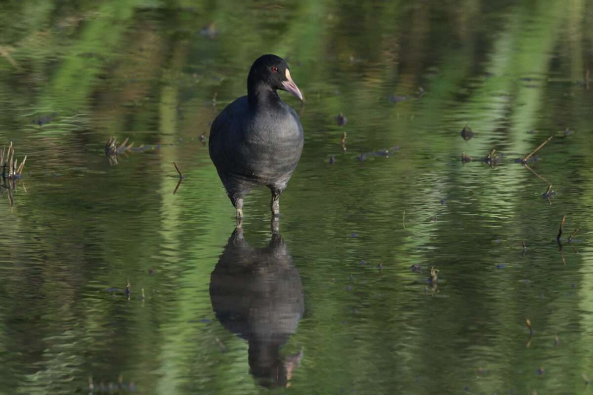オオバン
西表島
浦内の田んぼ