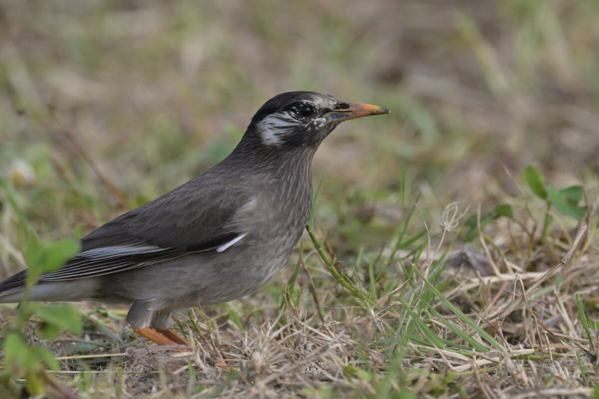 ムクドリ
西表島
住吉コンポスト