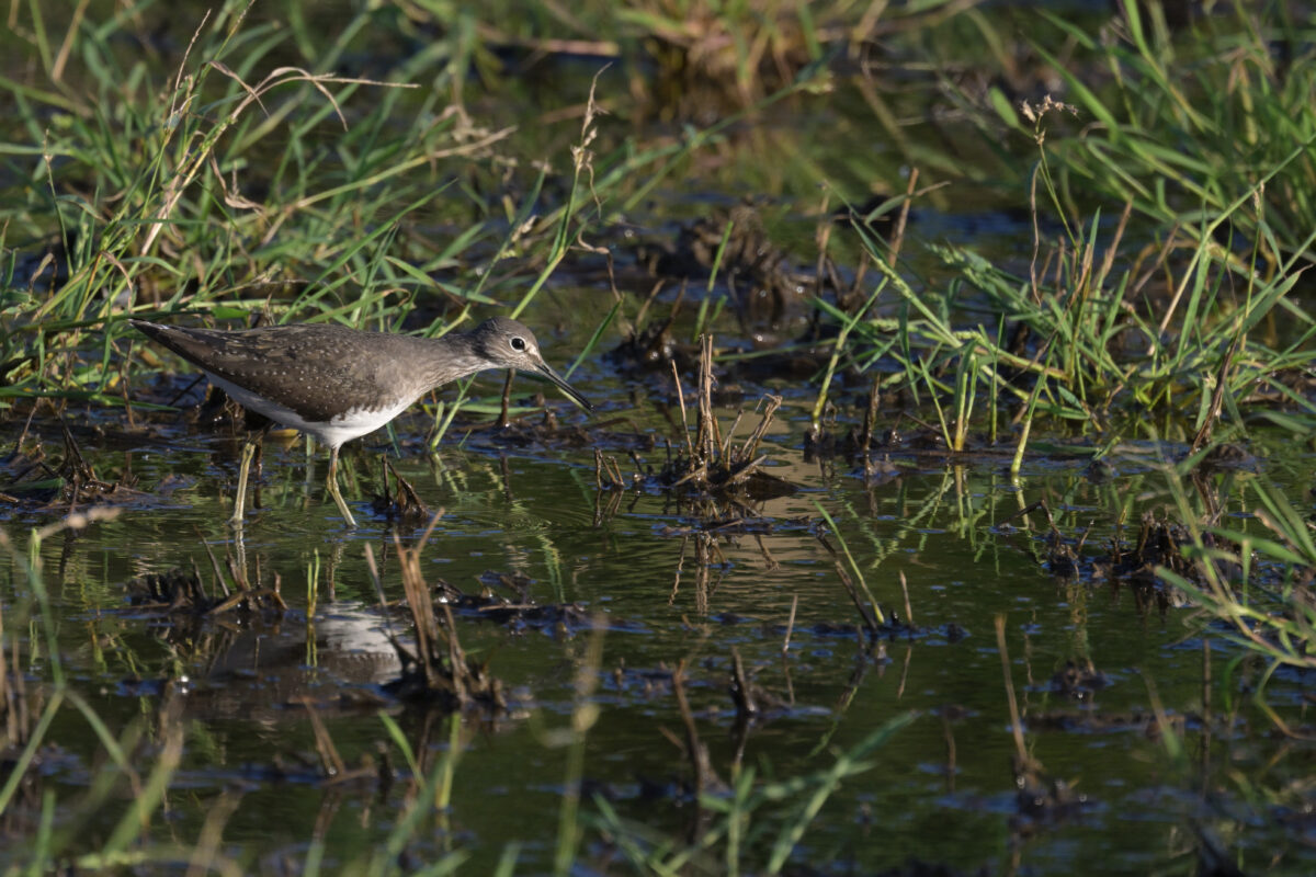 クサシギ
西表島
浦内の田んぼ
