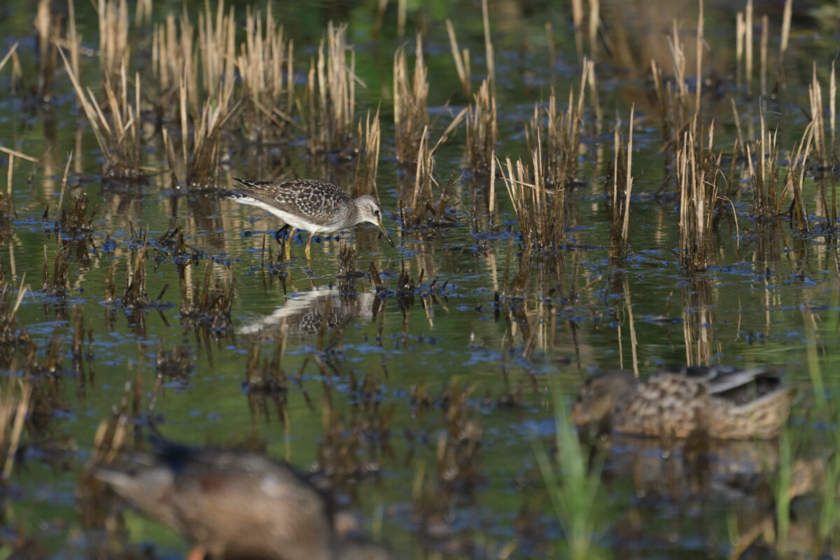 タカブシギ
西表島
浦内の田んぼ
