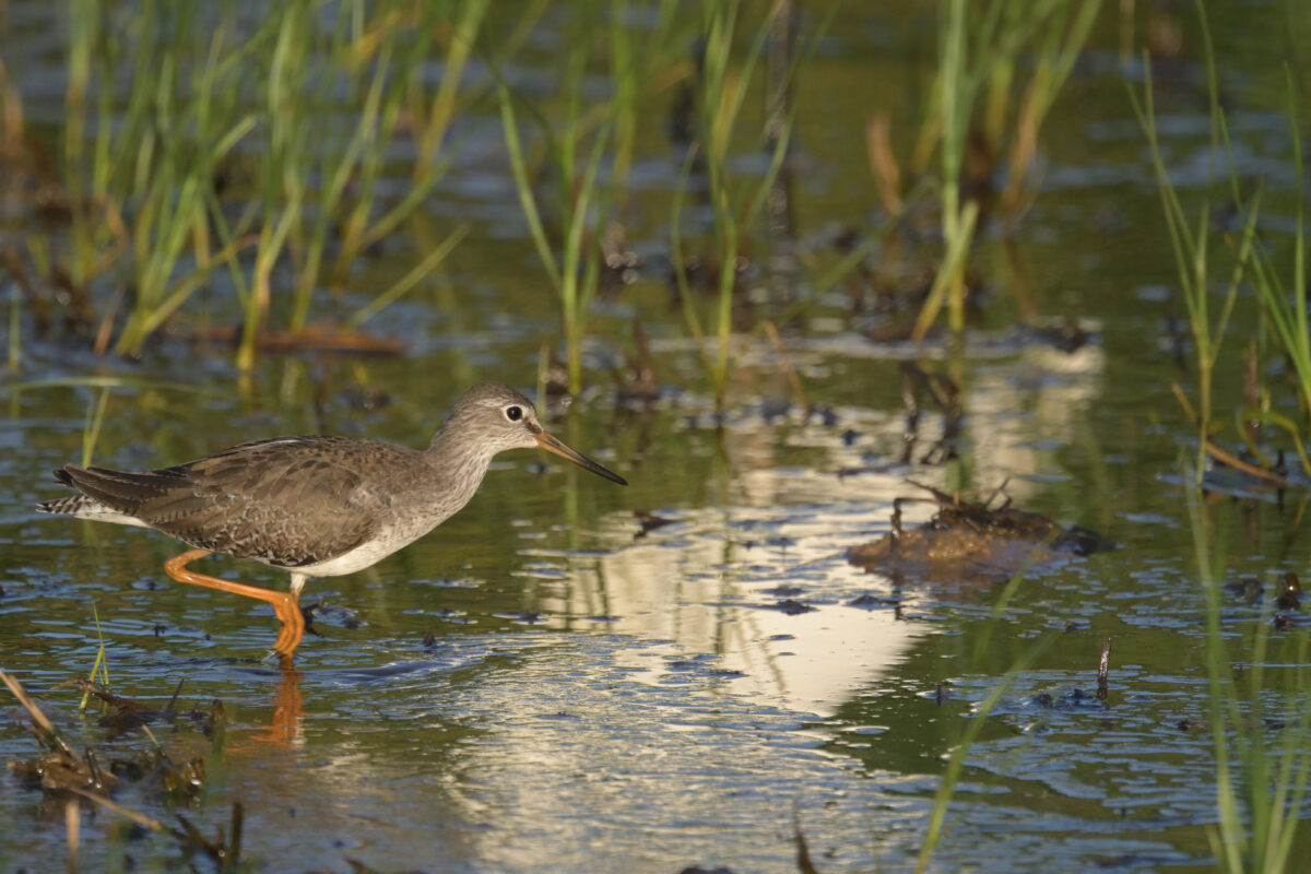 アカアシシギ
西表島
浦内の田んぼ