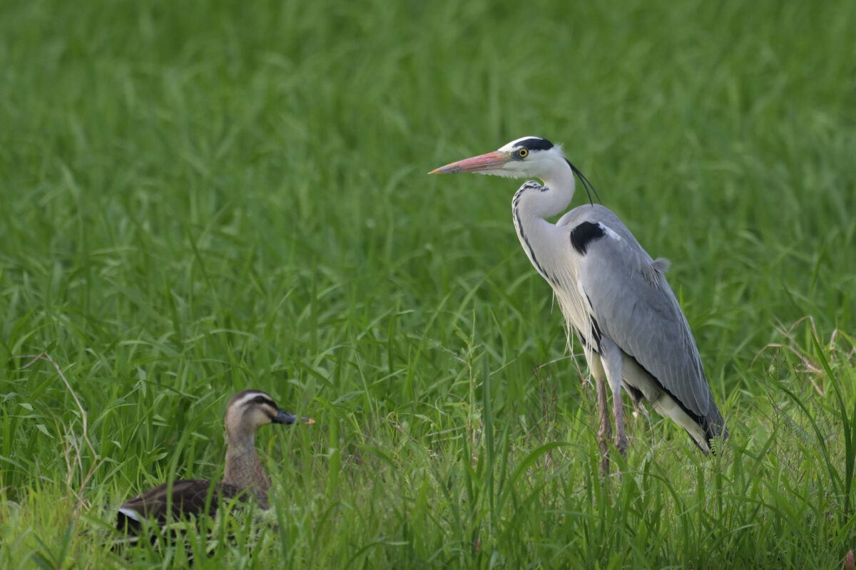 アオサギ
カルガモ
西表島
ミダラの田んぼ
