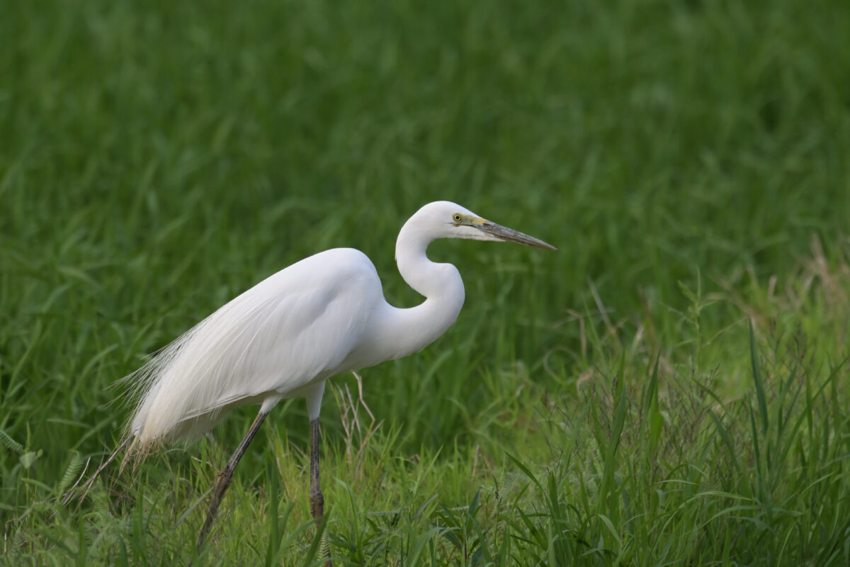 ダイサギ
チュウダイサギ
西表島
ミダラの田んぼ