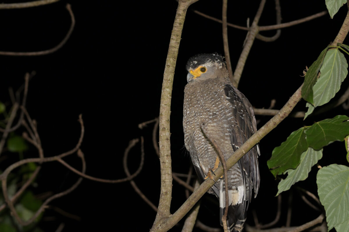 カンムリワシ
夜のカンムリワシ
ナイトツアー
西表島
リサイクルセンター