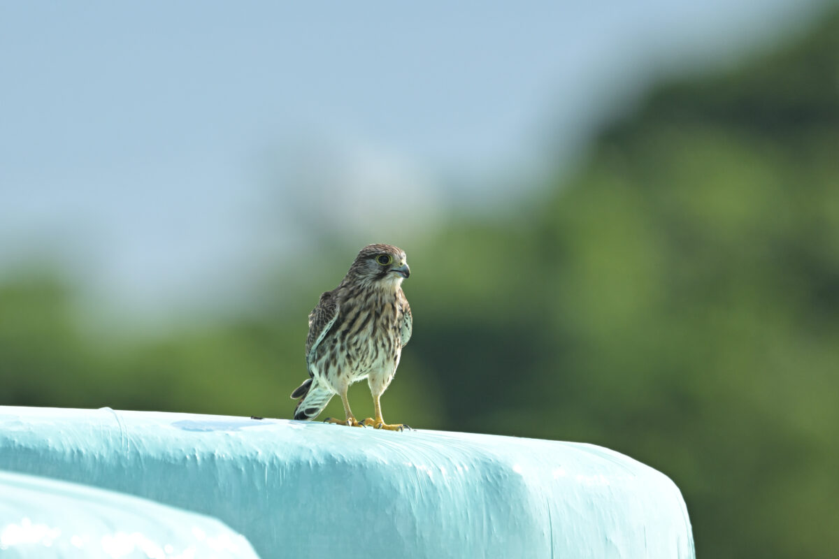 チョウゲンボウ
チョウゲンボウ幼鳥
西表島
仲間崎