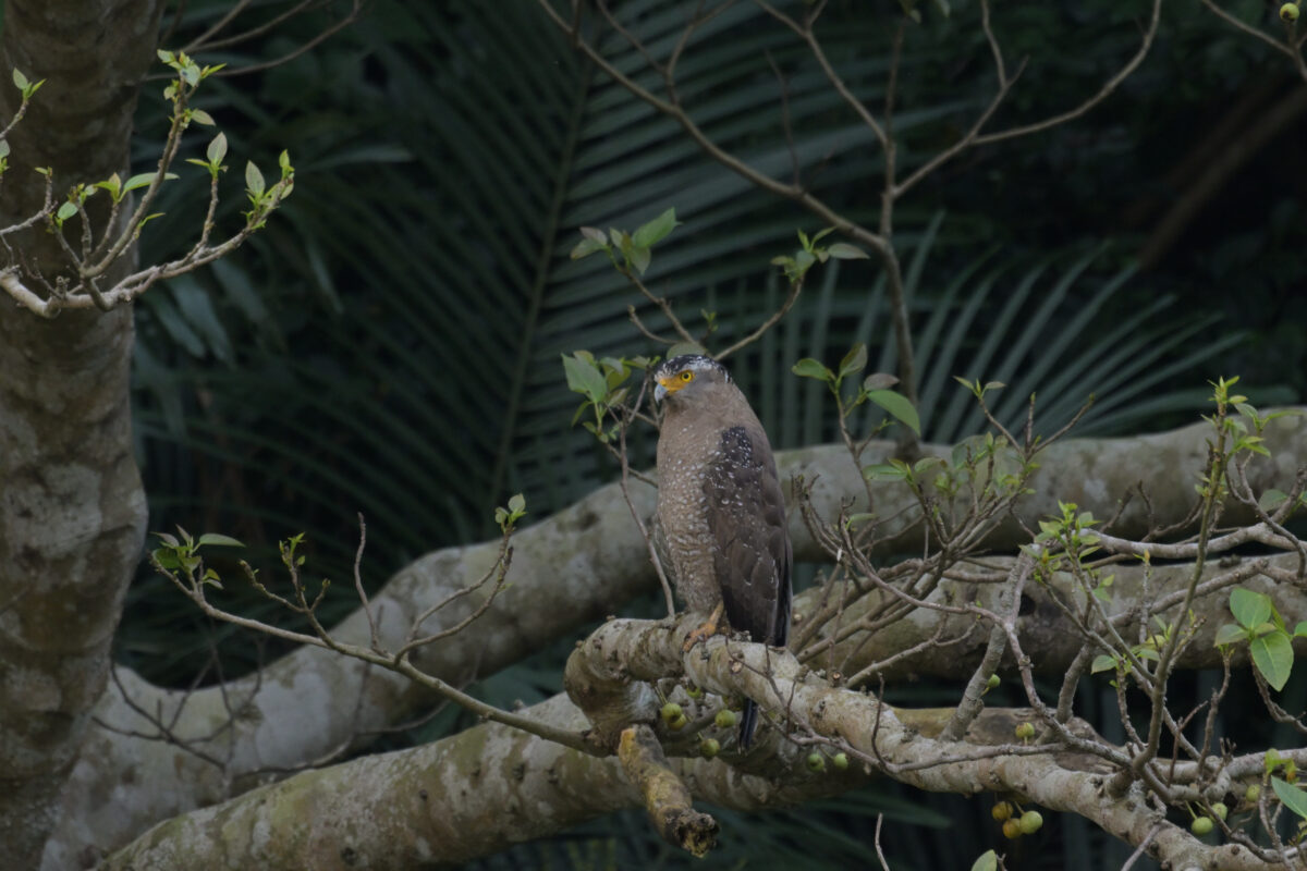 カンムリワシ
ミダラの田んぼ
西表島