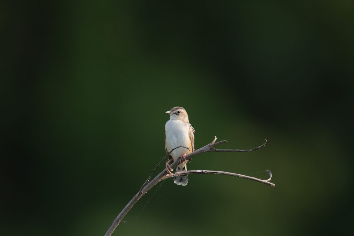セッカ
フカンタ
西表島