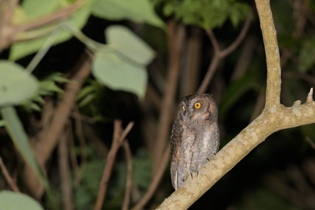 リュウキュウコノハズク
夜のリュウキュウコノハズク
ナイトツアー
西表島
リサイクルセンター