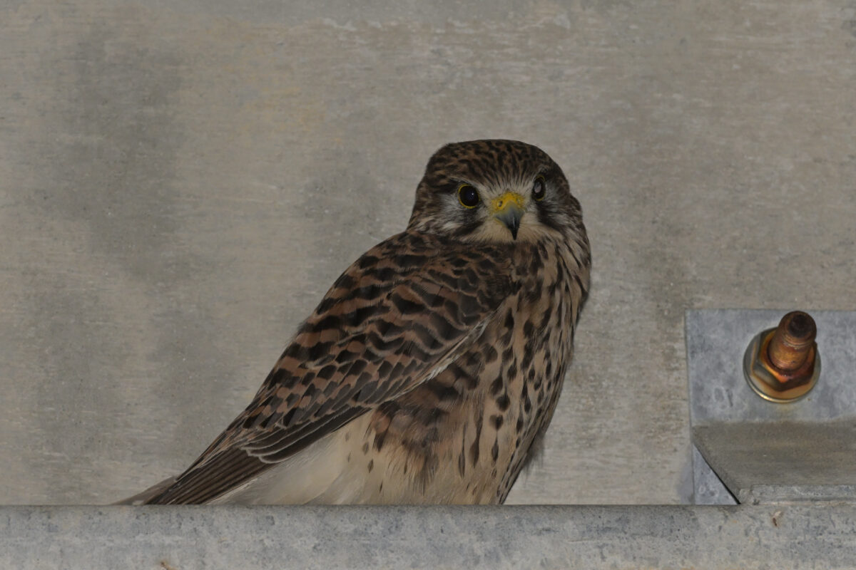 チョウゲンボウ
夜のチョウゲンボウ
ナイトツアー
西表島
住吉牧場
