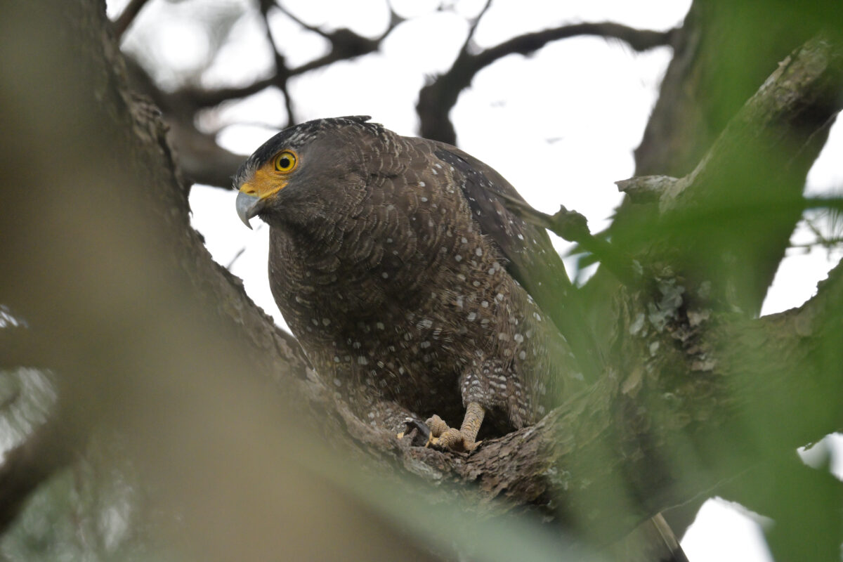 カンムリワシ
セマルハコガメを食べるカンムリワシ
西表島
祖納岳