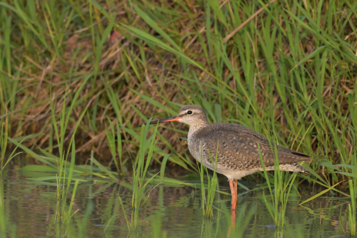 ツルシギ
ミダラの田んぼ
西表島