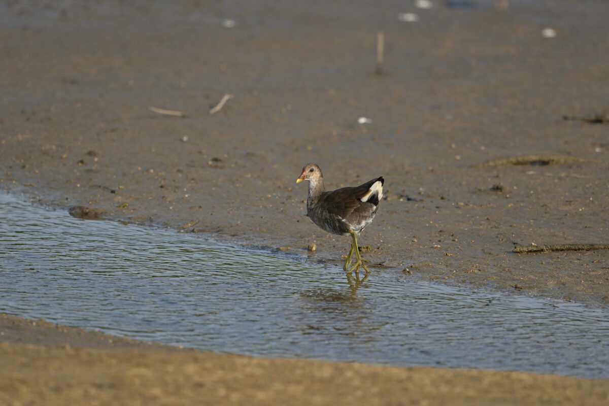 バン
バン幼鳥
西表島
オオホラダ